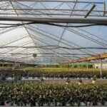 Are Greenhouses Bad