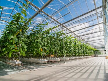 Are Greenhouses Bad for the Environment