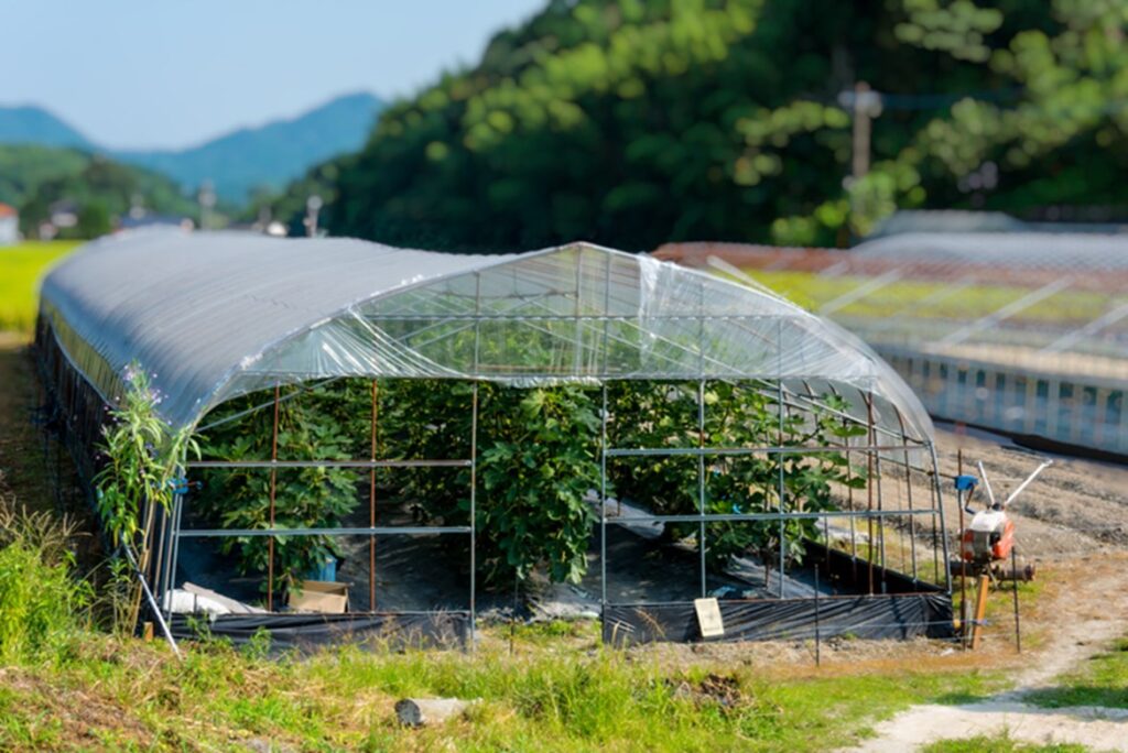 What Is the True Environmental Impact of Greenhouses