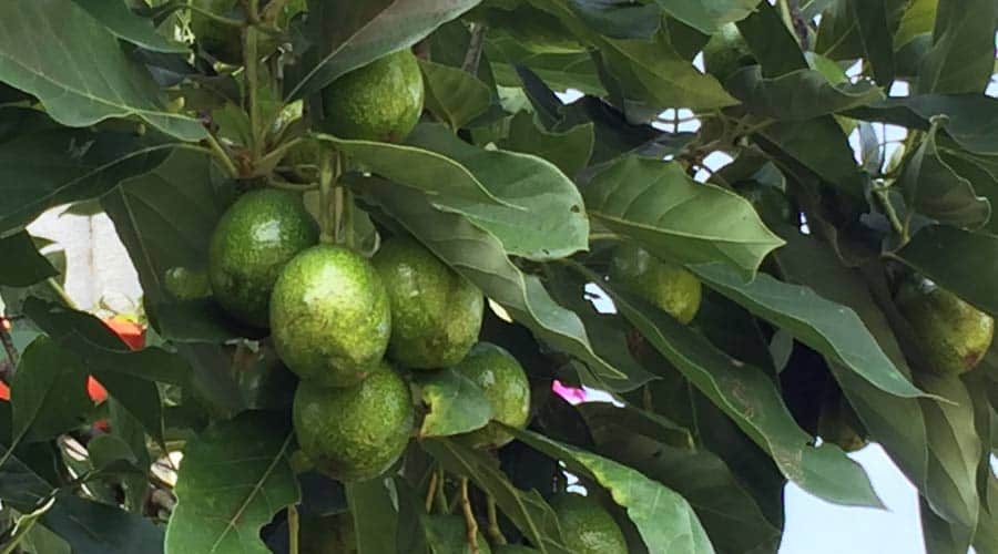 Care and Maintenance of Avocado Trees in a Greenhouse