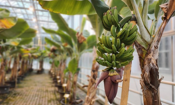 Can You Grow Bananas in A Greenhouse