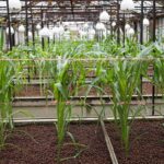 Can You Grow Corn in a Greenhouse