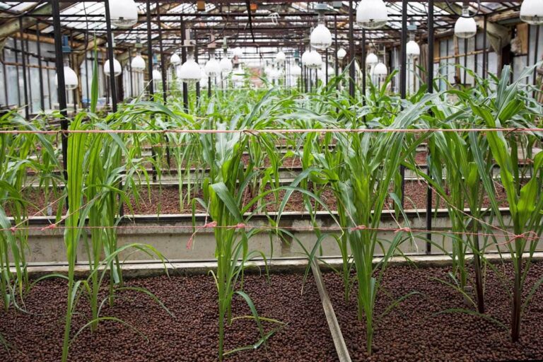 Can You Grow Corn in a Greenhouse