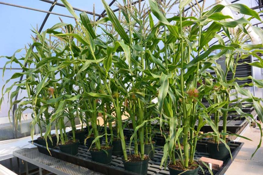 What are the important factors in growing corn in a greenhouse