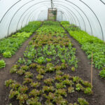 Can You Grow Lettuce All Year Round In A Greenhouse