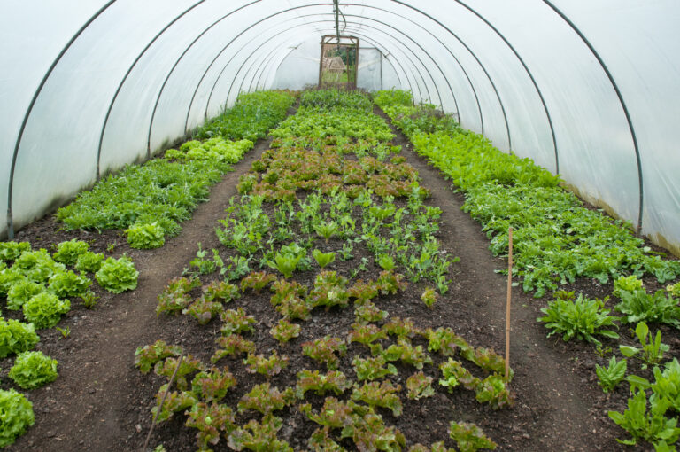 Can You Grow Lettuce All Year Round In A Greenhouse