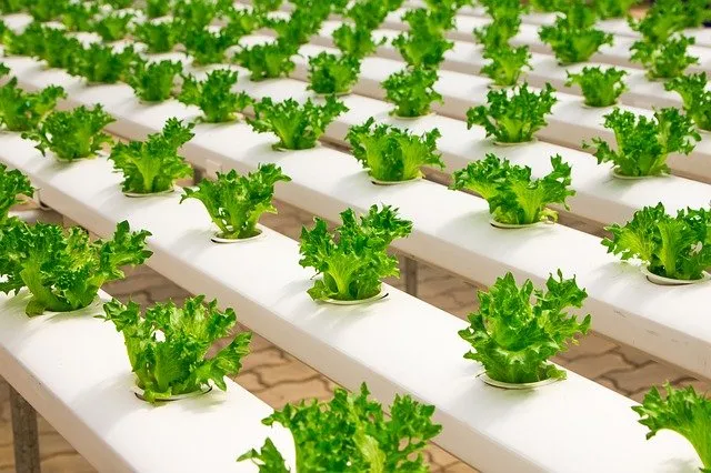 Selecting the Right Lettuce Varieties