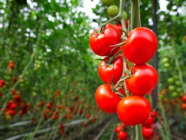 Can You Grow Tomatoes Year-Round in a Greenhouse