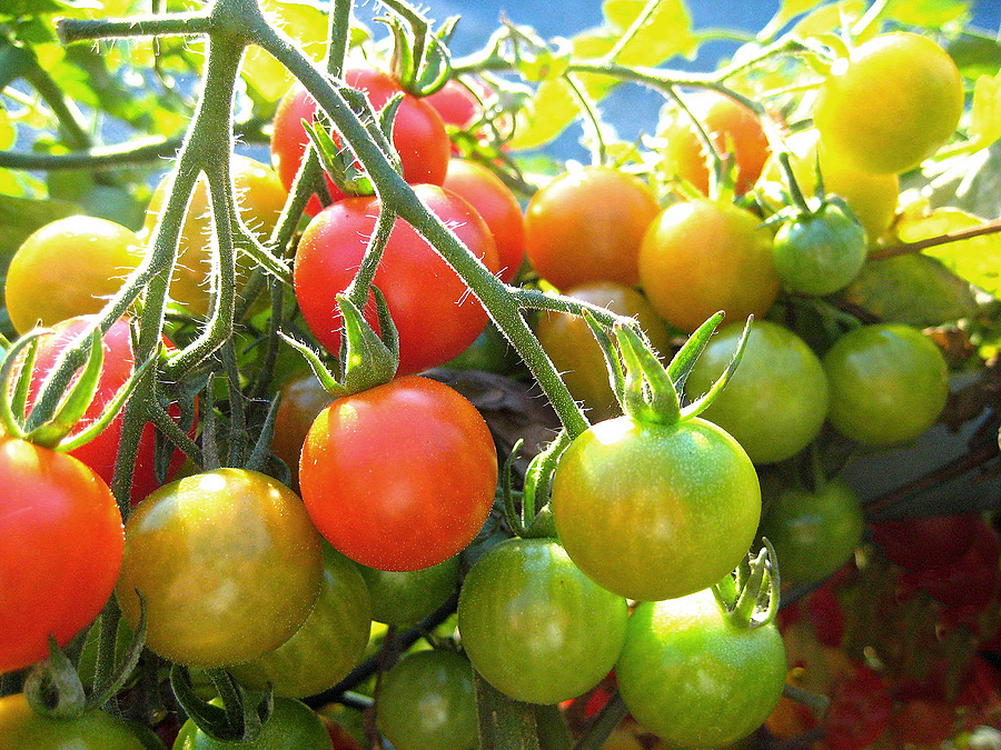 Growing Tomatoes in a Greenhouse: A Step-by-Step Guide