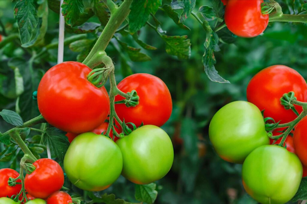 What are some basic practices to maintain the health of greenhouse tomato plants