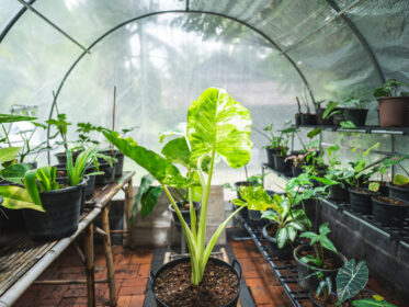 Can You Grow Vegetables in a Greenhouse during Winter