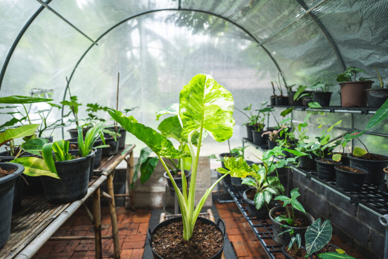 Can You Grow Vegetables in a Greenhouse during Winter