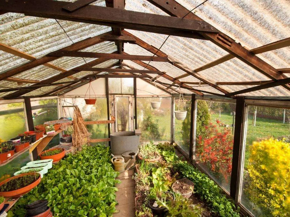 How to clean a greenhouse for winter