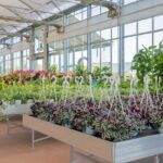 Commercial Greenhouse Prices