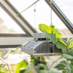 Do You Need Grow Lights In A Greenhouse