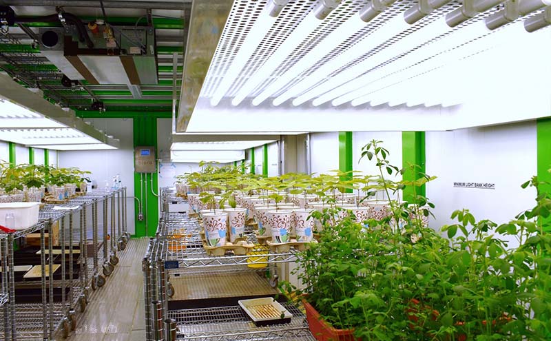 Greenhouse Vs Indoor Quality: Differences Between Greenhouse and Indoor Quality for Plant Growth
