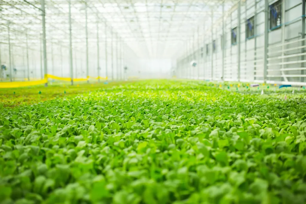 4. Environmental Impact Considerations: Greenhouse vs. indoor quality