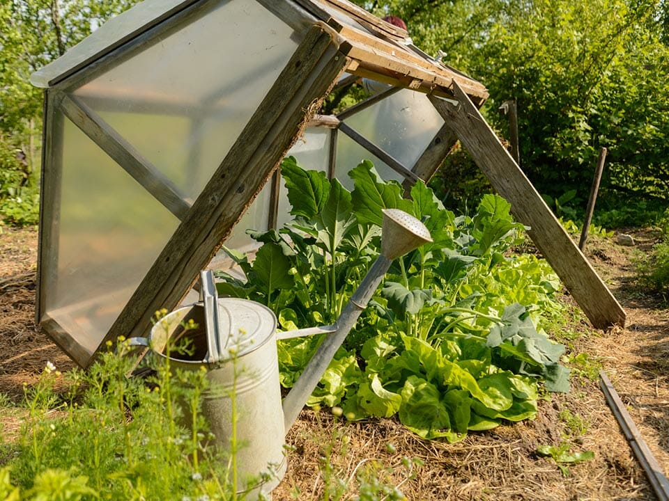 What Are the Benefits of Greenhouses for Plants