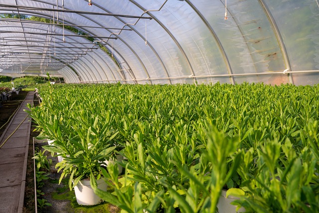 What Are Common Greenhouse Sizes for Various Uses