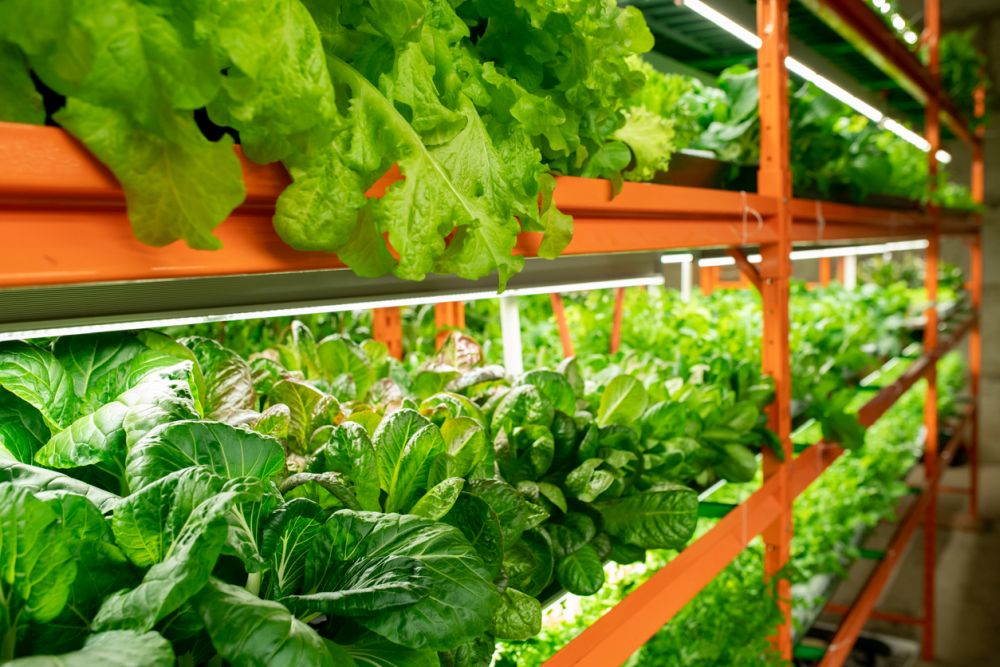 What are the costs involved in opening a greenhouse business