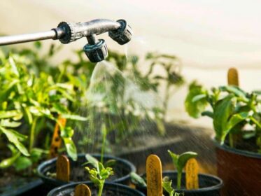 How Often To Water Seedlings In Greenhouse