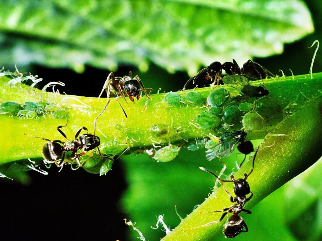 What Are The Best Organic Pest Control Methods