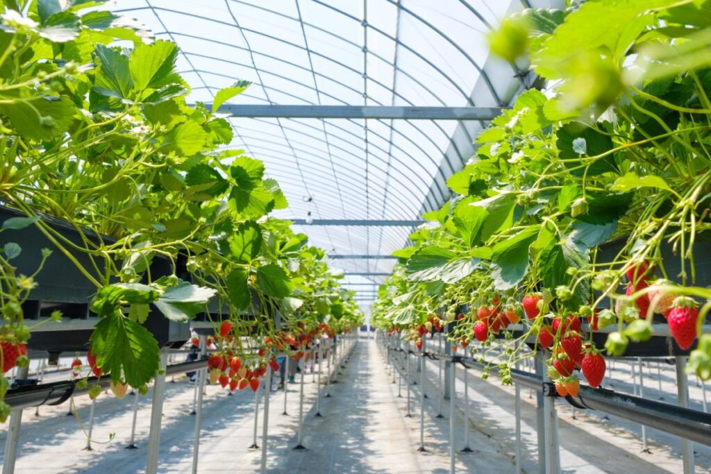 How to Optimize Greenhouse Preparation for Success
