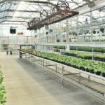 How to Maintain a Greenhouse