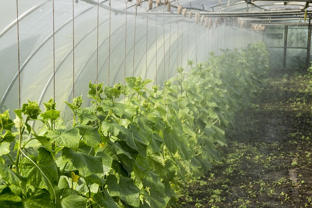 How to Achieve Effective Temperature and Climate Control in a Greenhouse