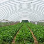 How to Make a Greenhouse with Plastic Sheeting