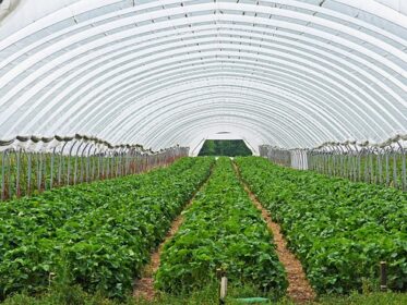 How to Make a Greenhouse with Plastic Sheeting