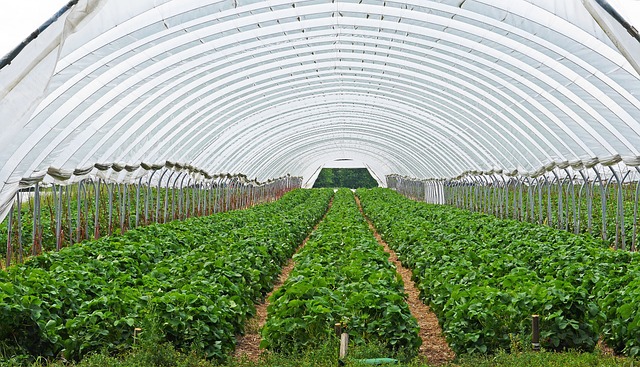 How to Make a Greenhouse with Plastic Sheeting