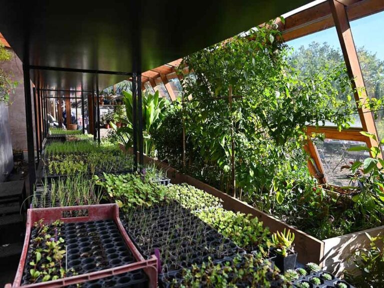 How to Organize A Greenhouse