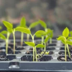 How to Start Seeds in a Greenhouse