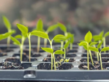 How to Start Seeds in a Greenhouse