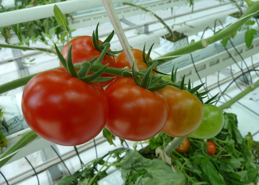 What Are the Essential Materials Needed for Stringing Tomatoes