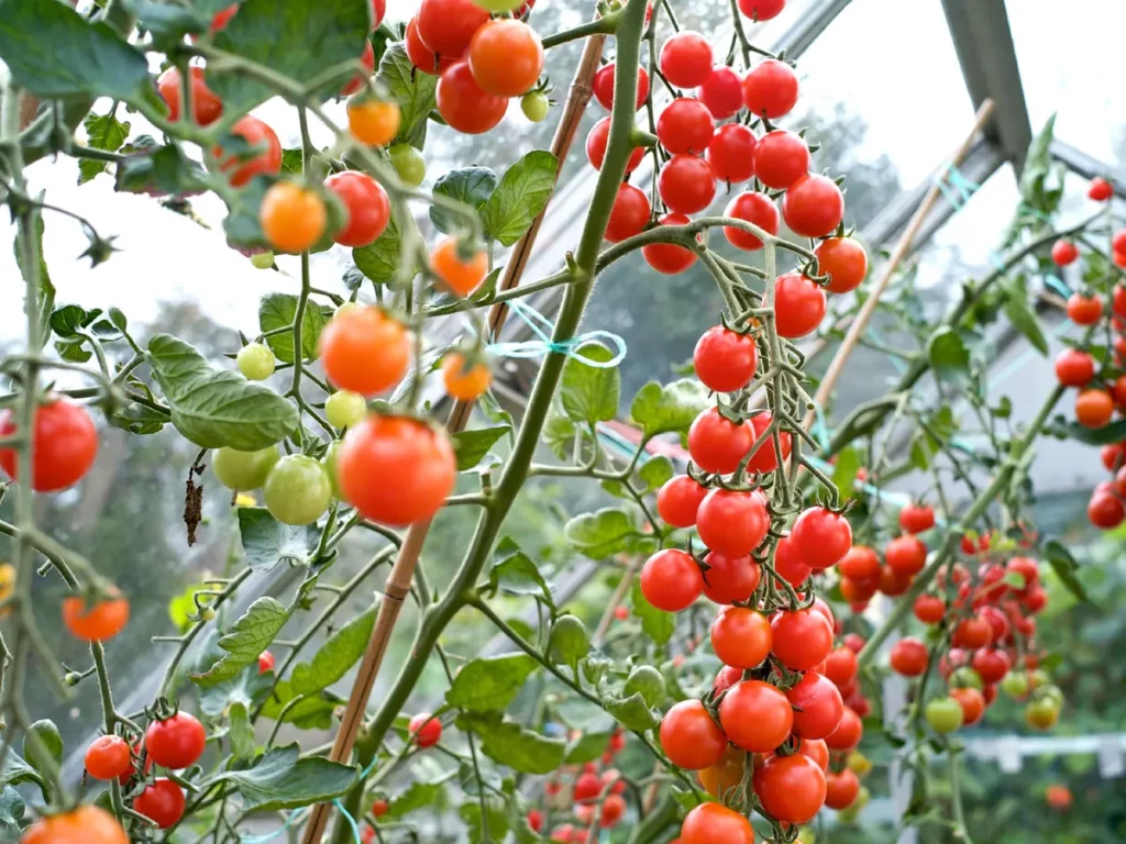 How Can You Ensure Proper Maintenance of Tomatoes