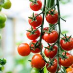 How to String Tomatoes for Optimal Growth