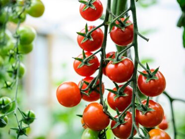 How to String Tomatoes for Optimal Growth