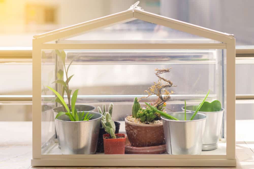 Where Should You Place Your Mini Greenhouse for Optimal Growth