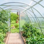 Poly Tunnel vs Greenhouse