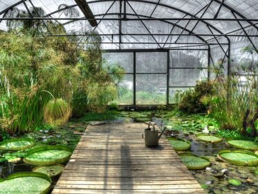 Solarium vs Greenhouse