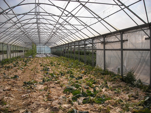 Selecting Your Greenhouse Crops: Factors to Consider