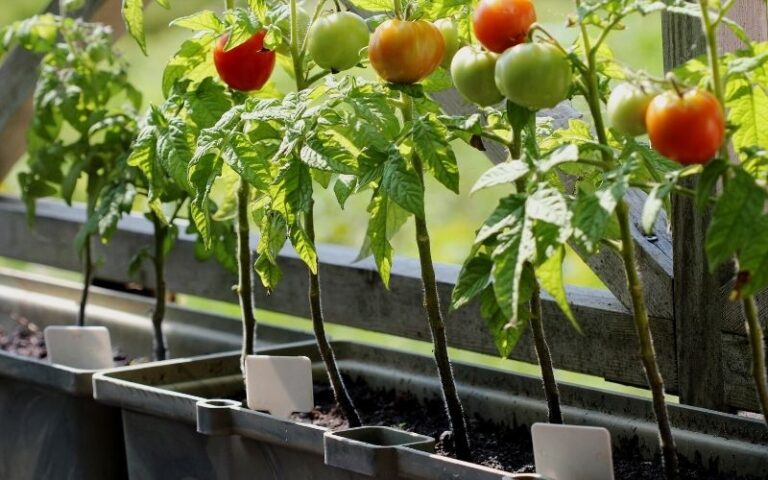 What Size Pots For Tomatoes In Greenhouse