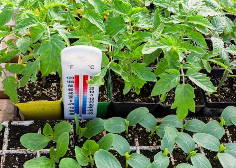 What Temperature Should A Greenhouse Be