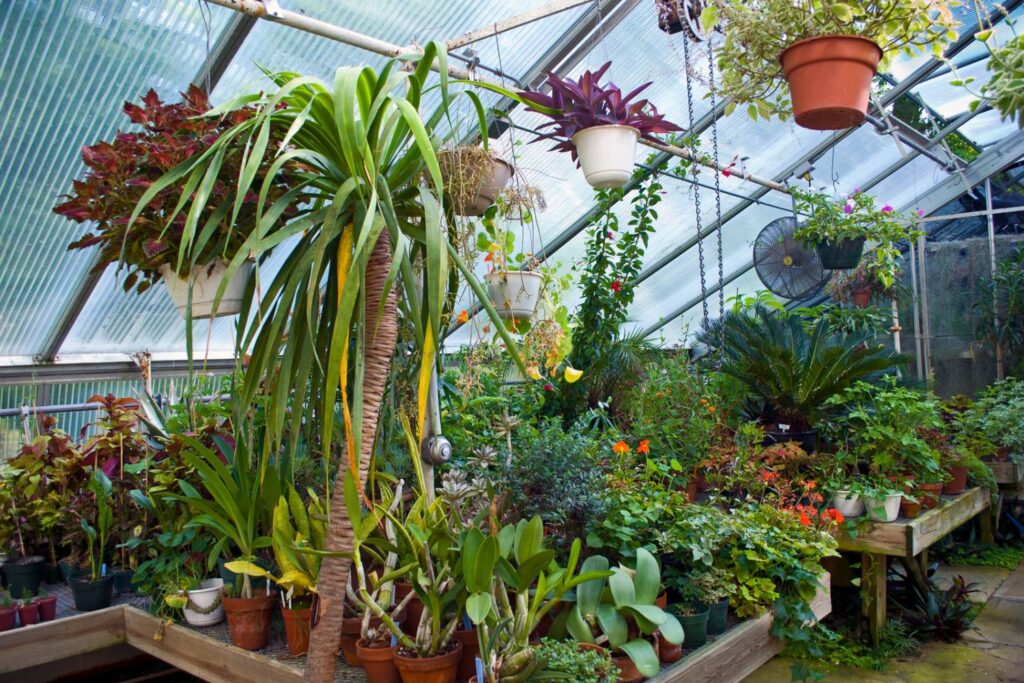 What Are the Ideal Nighttime Temperatures for Greenhouses