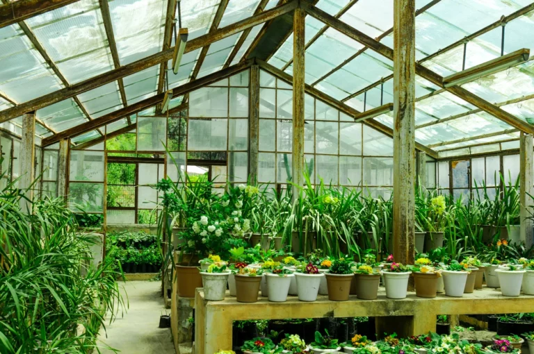 Greenhouse Grown Vs Organic