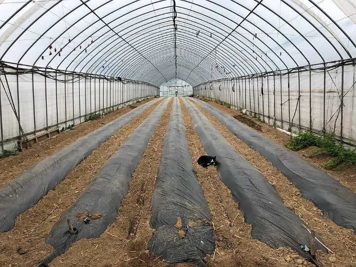 What are the environmental benefits of heating a greenhouse without electricity