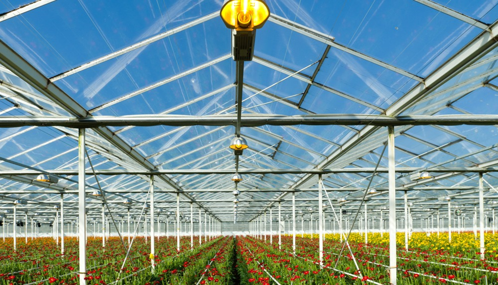 Supplemental lighting is a key component in greenhouse systems