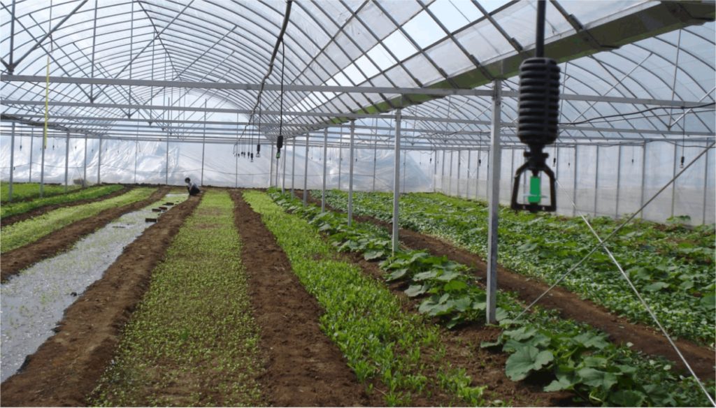 How is a Greenhouse Fertigation System Established